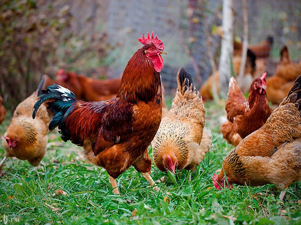 Породы куриц | ЗооТом - продажа, вязка и услуги для животных в Кисловодске