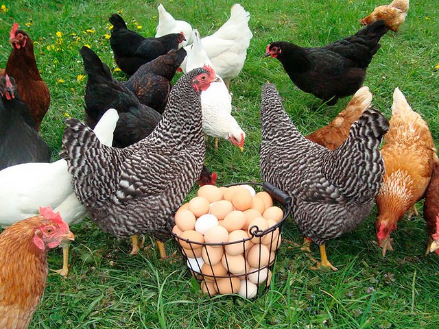 Содержание кур и уход за ними | ЗооТом - продажа, вязка и услуги для животных в Кисловодске