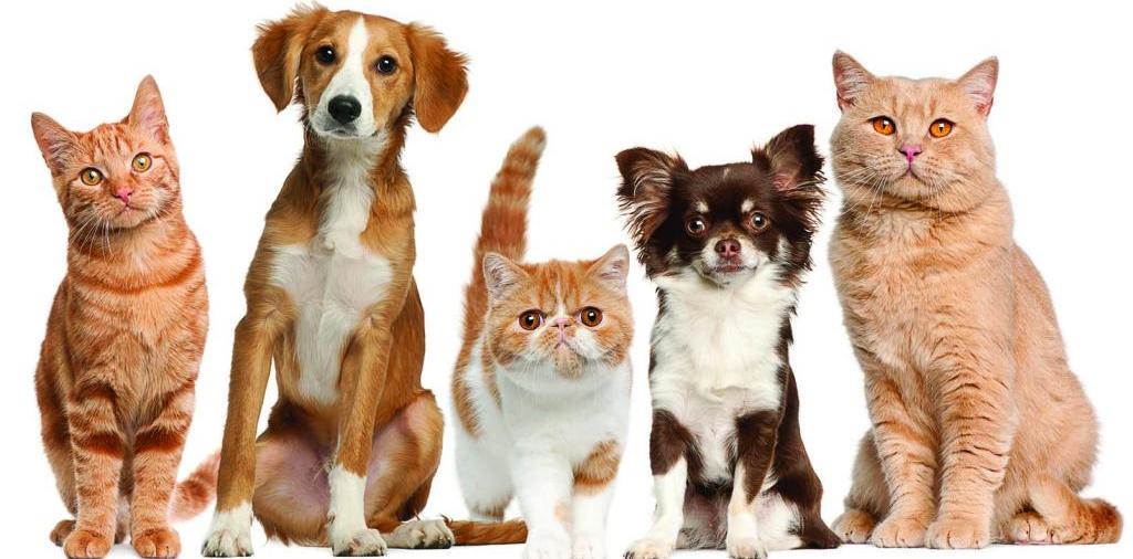 Доска объявлений о животных | ЗооТом - продажа, вязка и услуги для животных в Кисловодске