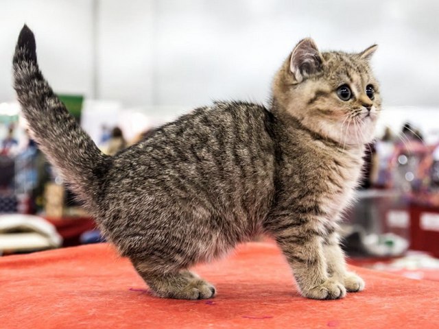 Породы кошек в Кисловодске | ЗооТом портал о животных
