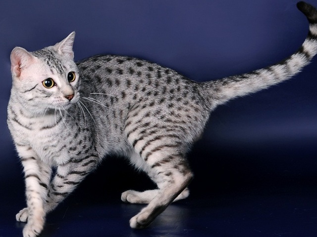 Породы кошек в Кисловодске | ЗооТом портал о животных