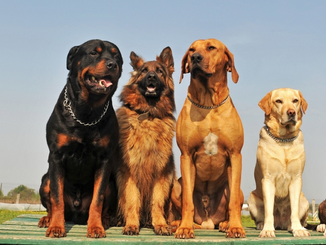 Крупные породы собак в Кисловодске | ЗооТом портал о животных